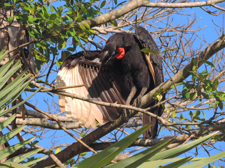 An Abyssinian ground hornbill